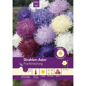 Bunte Strahlen-Aster Prachtmischung Saatgut von Pabst Keimkraft mit Blüten in Lila, Weiß, Rosa und Gelb.