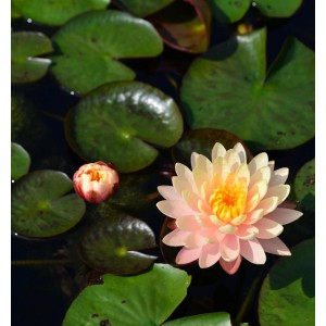 Seerose 'Paul Hariot' (Nymphaea) mit rosa Blüte und grünen Blättern im Teich.
