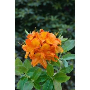 Leuchtend orangefarbener Rhododendron Luteum Glowing Embers mit grünen Blättern.