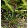 Schlangenbart Minor (Ophiopogon japonicus) mit grünen Blättern und dunklen Blütenständen.