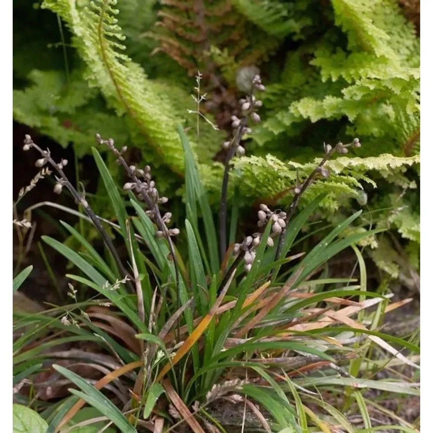 Schlangenbart Minor - Ophiopogon japonicus