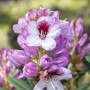 Nahaufnahme des rosa blühenden Rhododendron Hybr. Cassata Strauchs.