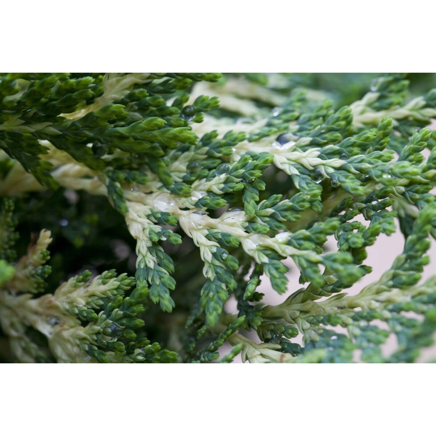 Chamaecyparis lawsoniana 'Sunkist' 25-30 cm günstig online kaufen