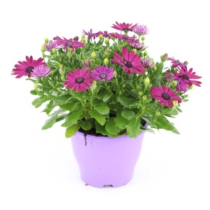 Kapkörbchen (Osteospermum) mit violetten Blüten im Topf, ca. 30-45 cm hoch.