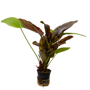 Stoffels Aquariumpflanze Echinodorus Spotted Harbich mit grün-braunen Blättern im Topf.