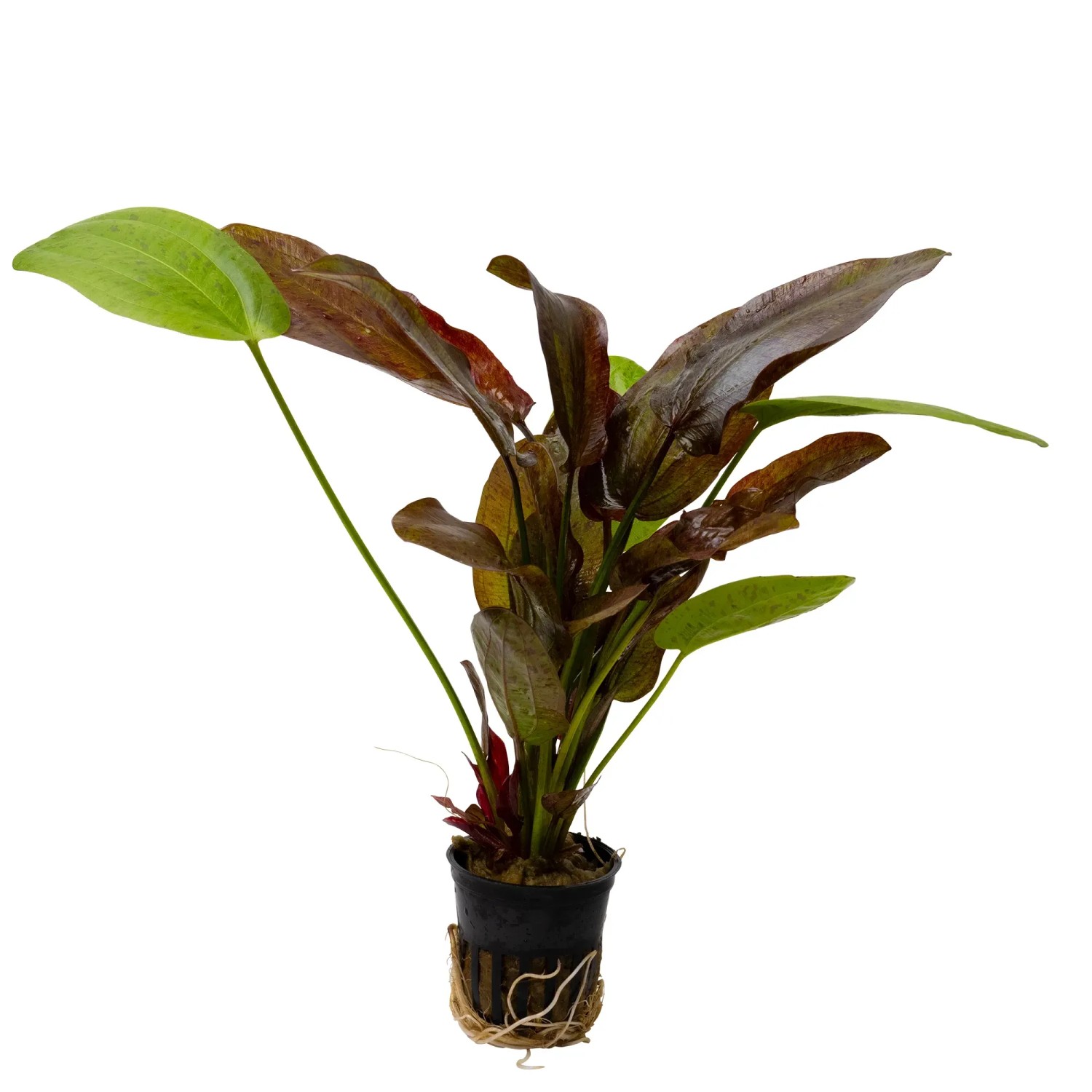 Echinodorus Spotted Harbich
