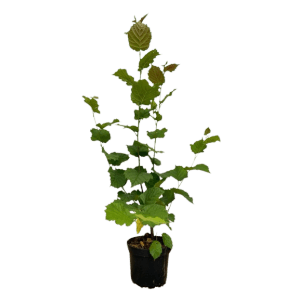 Baumfink Haselnuss 'Webbs Preisnuss' als Topfpflanze, 60-100cm hoch, mit grünen Blättern.