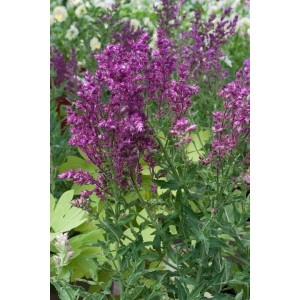 Blühender Steppen-Salbei 'Schwellenburg' im Topf, violette Blütenstände und grüne Blätter.