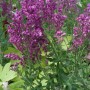 Blühender Steppen-Salbei 'Schwellenburg' im Topf, violette Blütenstände und grüne Blätter.