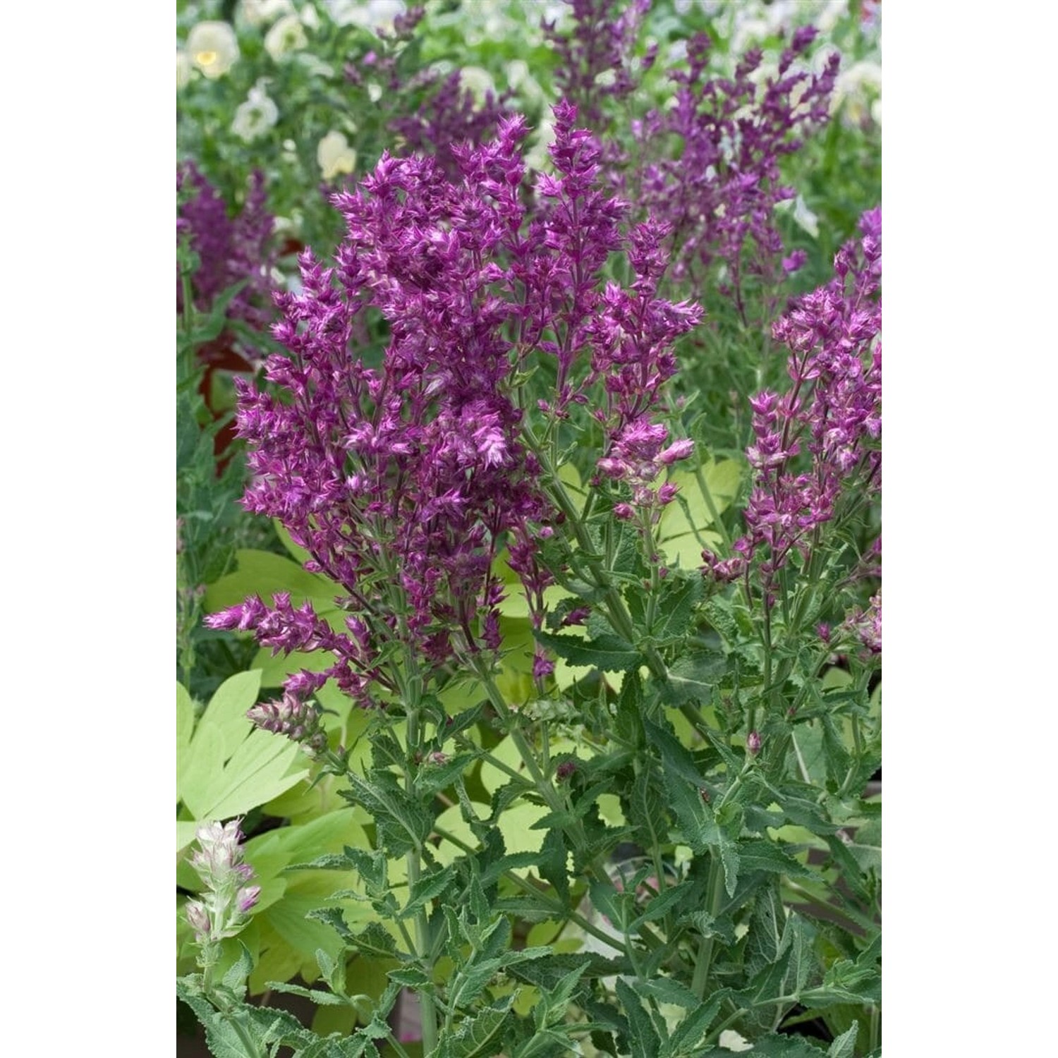 Salvia Nemorosa Schwellenburg Steppen-Salbei Ca. 9x9 cm Topf günstig online kaufen