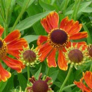 6 x Sonnenbraut 'Waltraut' Helenium Topf 9cm Schmetterlingspflanze