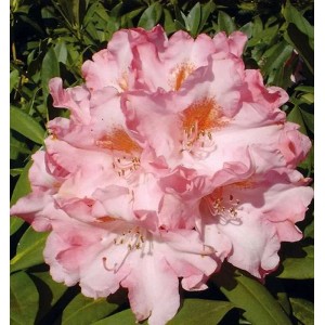 Nahaufnahme der rosa Blüte des INKARHO Rhododendron Pink Cherub Alpenrose.