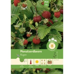 Rote Rügen Monatserdbeeren mit grünen Blättern. Samen für süße, rankenlose Walderdbeeren.