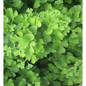 Detailaufnahme des grünen Laubs vom Zwerg-Fächerblattbaum Chris Dwarf (Ginkgo biloba).