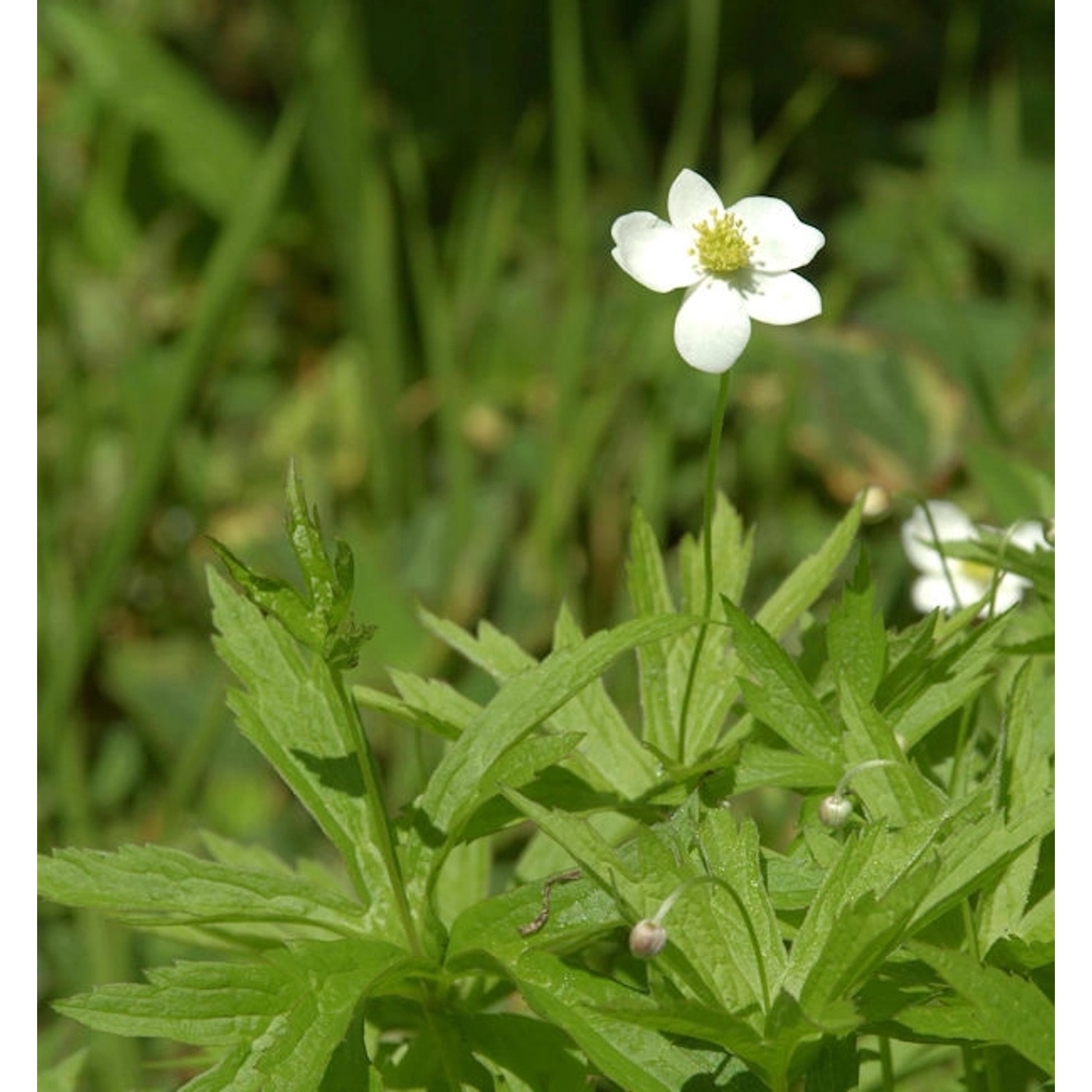 Missouri Windröschen - Anemone virginiana günstig online kaufen