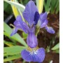 Nahaufnahme einer blauen Sibirischen Schwertlilie 'Caesar' im Garten.