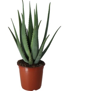 Aloe Vera Sukkulente im braunen Topf, Topfgröße ca. 10,5 cm.