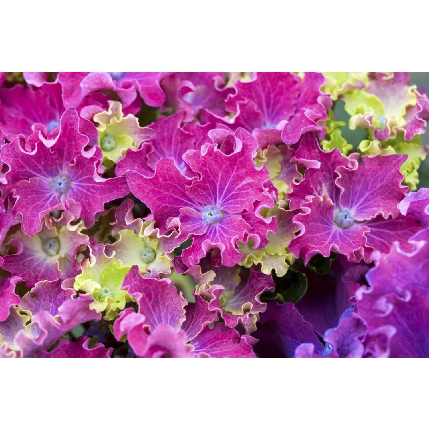 Hydrangea Macrophylla Bauernhortensie Curly Sparkle Blue Purple 30-40 cm günstig online kaufen