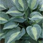 Funkie 'Kiwi Full Monty' (Hosta cultorum) mit blaugrünen Blättern und gelber Mitte.