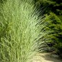 Chinaschilf 'Goldglanz', 120-140 cm hoch, mit goldgelben Akzenten im Garten.