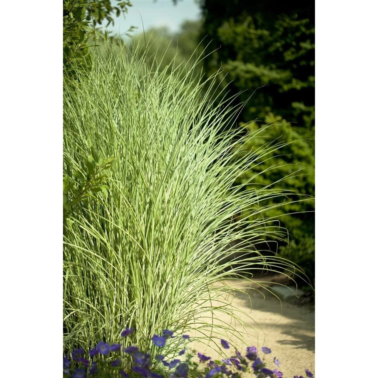Miscanthus Sinensis Goldglanz Chinaschilf 120–140 cm Goldene Akzente günstig online kaufen