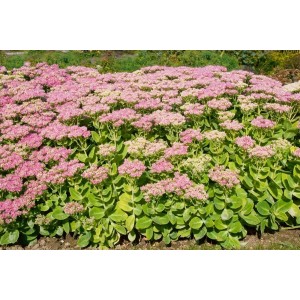 Foto einer blühenden Sedum Brillant Fetthenne mit rosa Blüten und grünen Blättern.