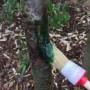 Auftragen von Schacht Raupenleim Grün auf einen Baumstamm mit einem Pinsel. Schädlingsbekämpfung.