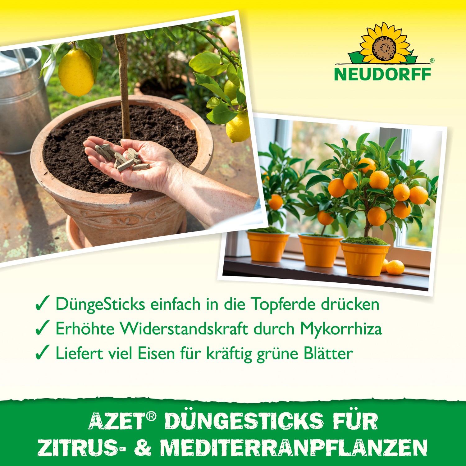 Neudorff Azet Düngesticks für Zitruspflanzen in Anwendung und Zitrusbäumchen mit Früchten.