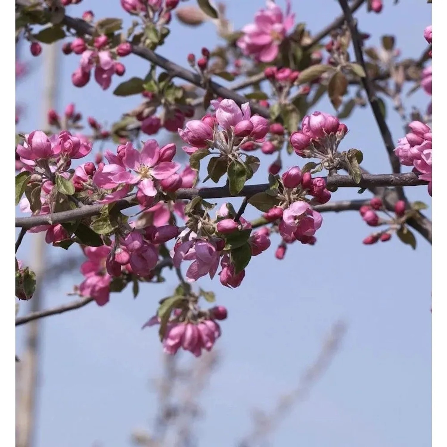 Hochstamm Zierapfel Dark Rosaleen 80-100cm - Malus Hybride