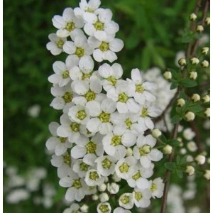 Nahaufnahme der weißen Blüten der Brautspiere (Spiraea arguta).