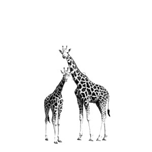 ESTAhome Fototapete: Giraffen in Schwarz-Weiß für Kinderzimmer.