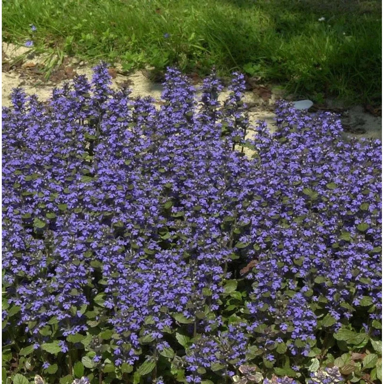 Günsel Burgundy Glow - Ajuga reptans