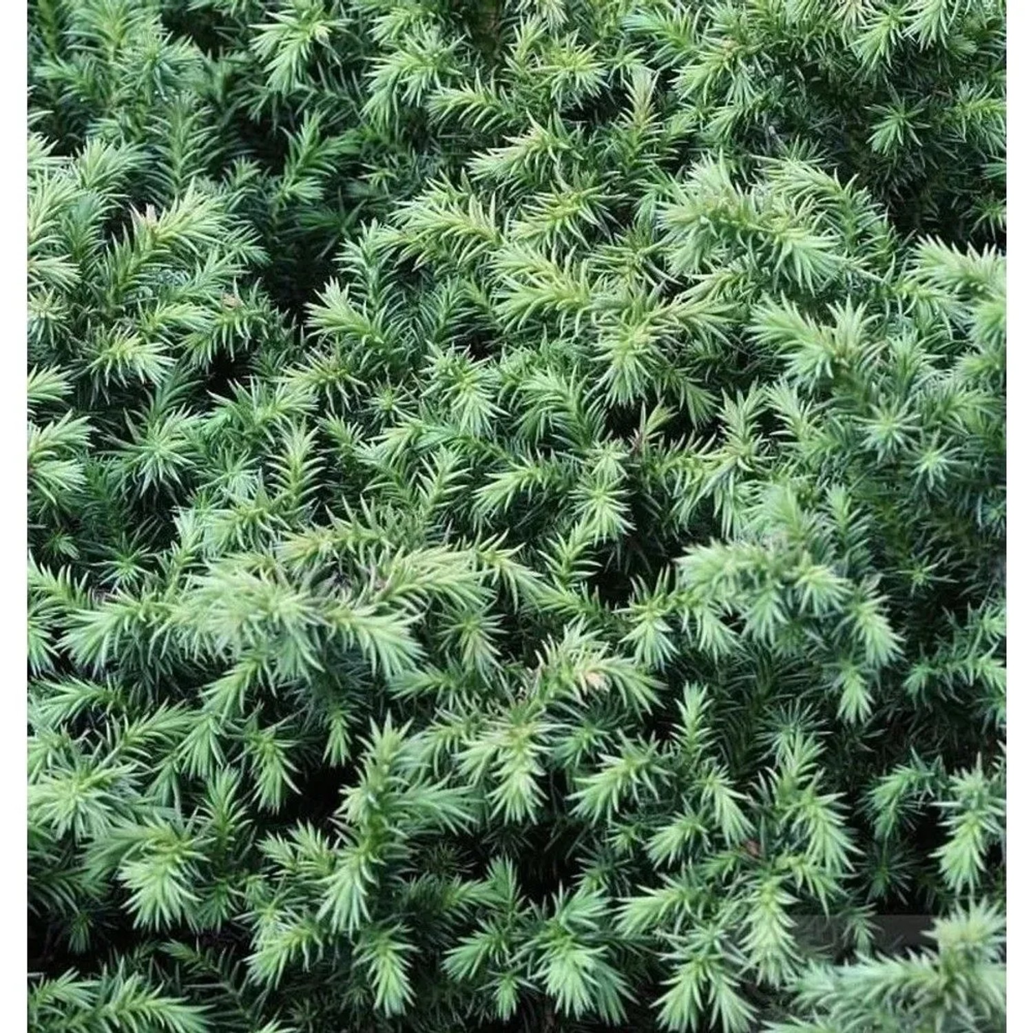 Sicheltanne Vilmorin Gold 15-20cm - Cryptomeria japonica