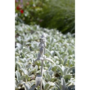 Silbriger Wollziest 'Silver Carpet' im 9x9 cm Topf. Bodendecker mit silbrigen Blättern.