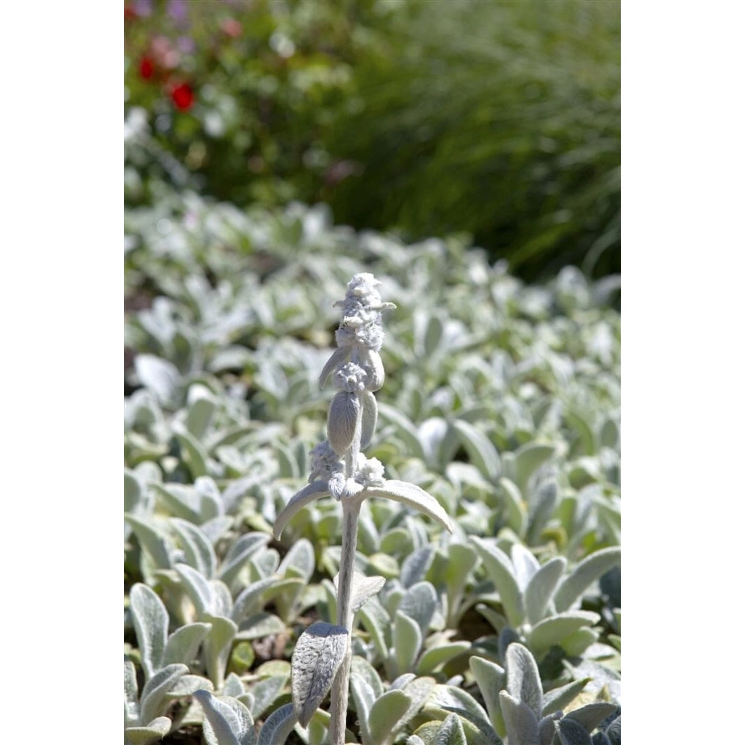 Stachys Byzantina Silver Carpet Wollziest Silbrig Ca. 9x9 cm Topf günstig online kaufen