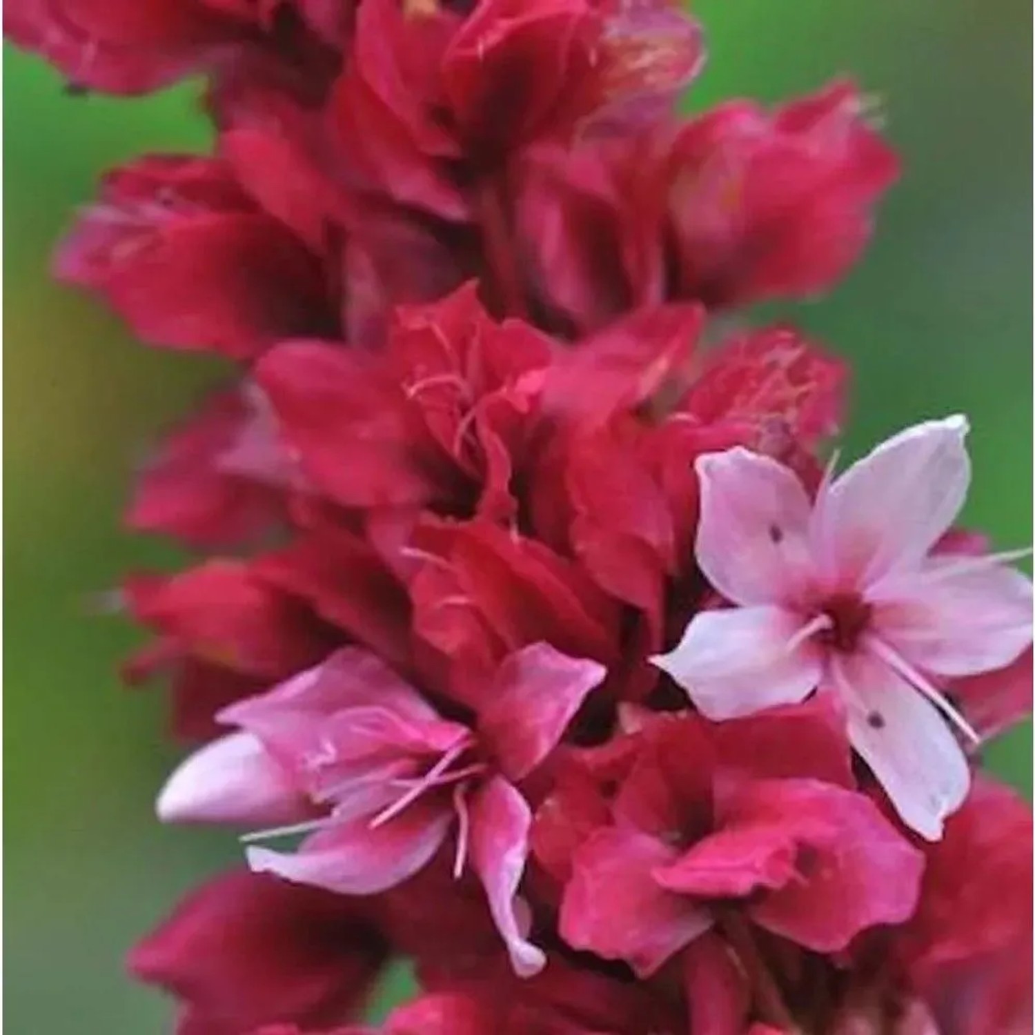 Nahaufnahme von dunkelrosa Kerzenknöterich 'Blackfield' (Persicaria amplexicaulis) mit dichten, kerzenförmigen Blüten. Staude.