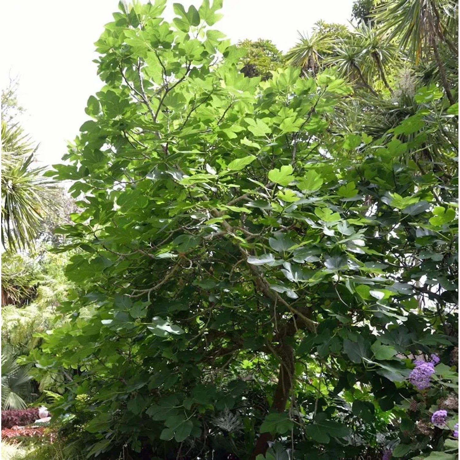Feigenbaum Osborn Prolific 30-40cm - Ficus carica