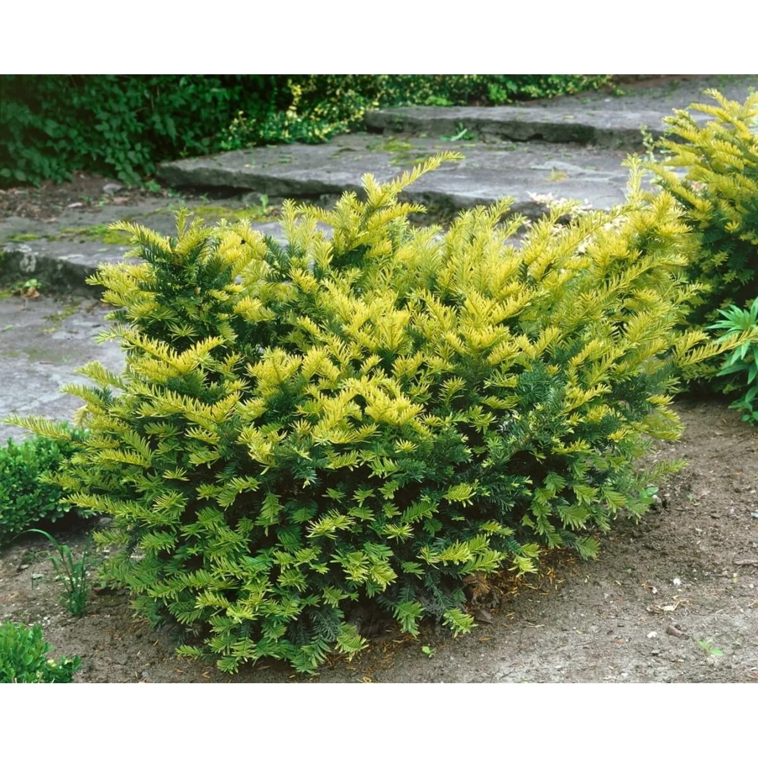 Pflanzen fr dich Eibe Taxus media 'Tymon' 60-70 cm kaufen bei OBI