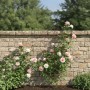 Braunes wetterfestes Stahl-Rankgitter mit geschwungenen Ornamenten, stützt rosa Rosen vor einer Steinmauer im Garten.