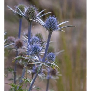 Blauer Spanischer Mannstreu (Eryngium bourgatii) im Detail.