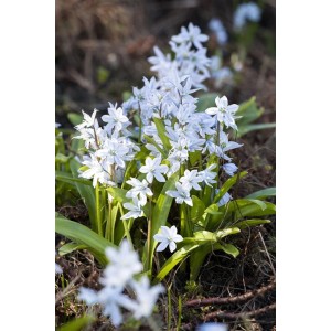 Kaukasischer Blaustern (Scilla Mischtschenkoana) mit hellblauen Blüten im 9x9 cm Topf.