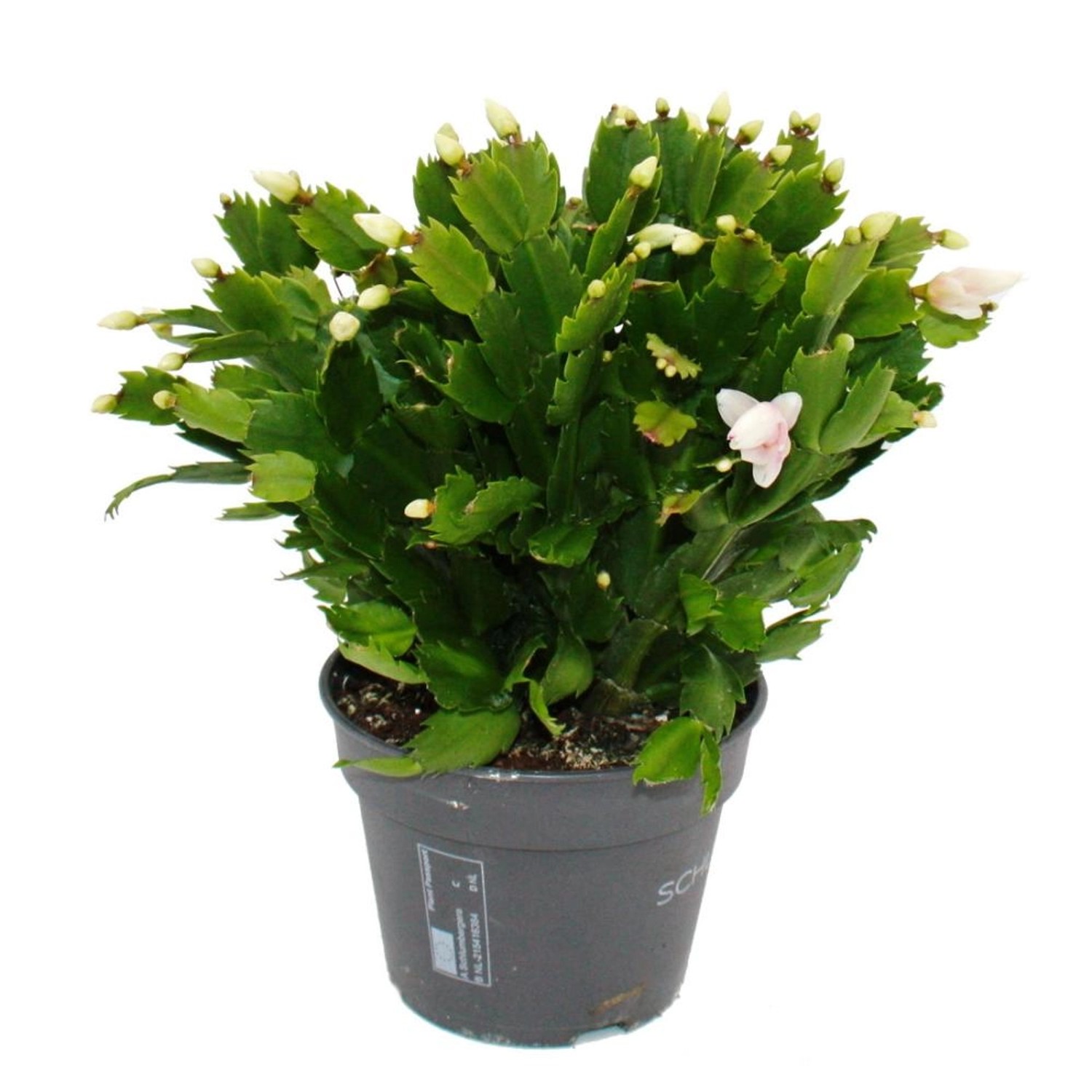 Exotenherz Großer Weihnachtskaktus Schlumbergera XXL 17cm Topf ca. 25-35cm Hoch Weisse Blüten