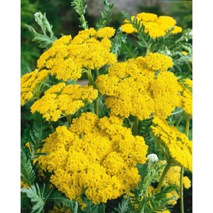 Leuchtend gelbe Goldgarbe (Achillea filipendulina 'Helios') im 9x9 cm Topf.