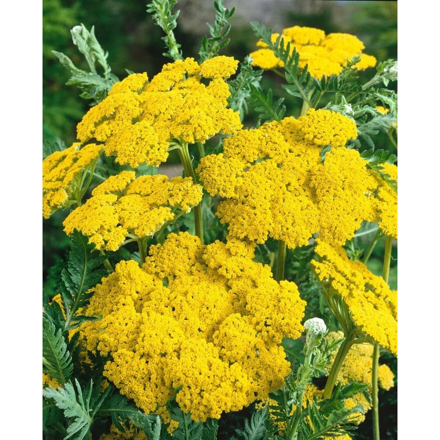 Achillea Filipendulina Helios Goldgarbe Ca. 9x9 cm Topf günstig online kaufen