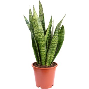 Bogenhanf 'Sansevieria Zeylanica' im Topf, ca. 60 cm hoch, Grünpflanze mit dunkel gemusterten Blättern.