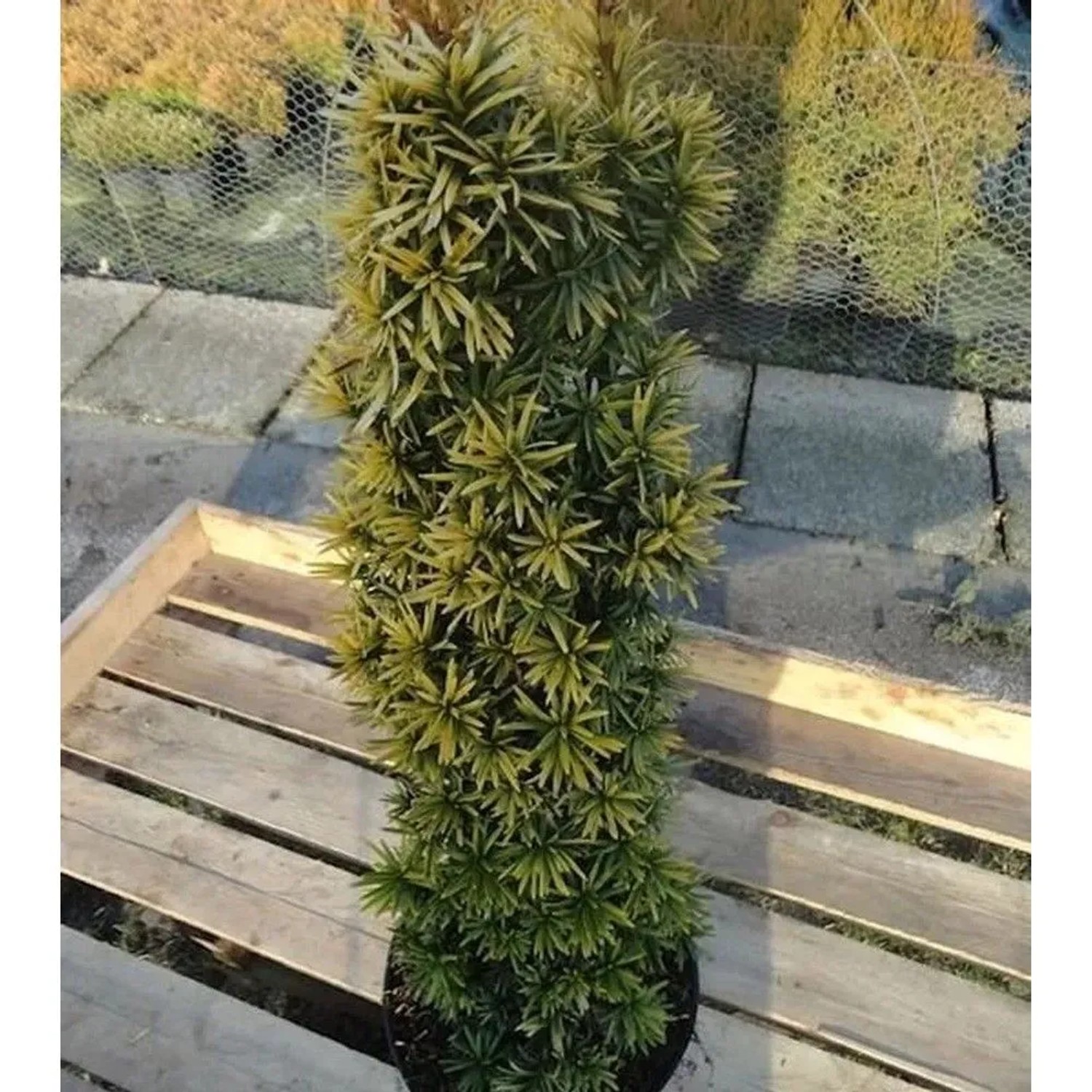 Gelbe Säulen Eibe Standishii 30-40cm - Taxus baccata
