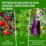 TTL GARDEN Foliengewächshaus: Optimales Wachstum für Gemüse, Kräuter, Blumen. Mit Tomaten, Basilikum, Aubergine.