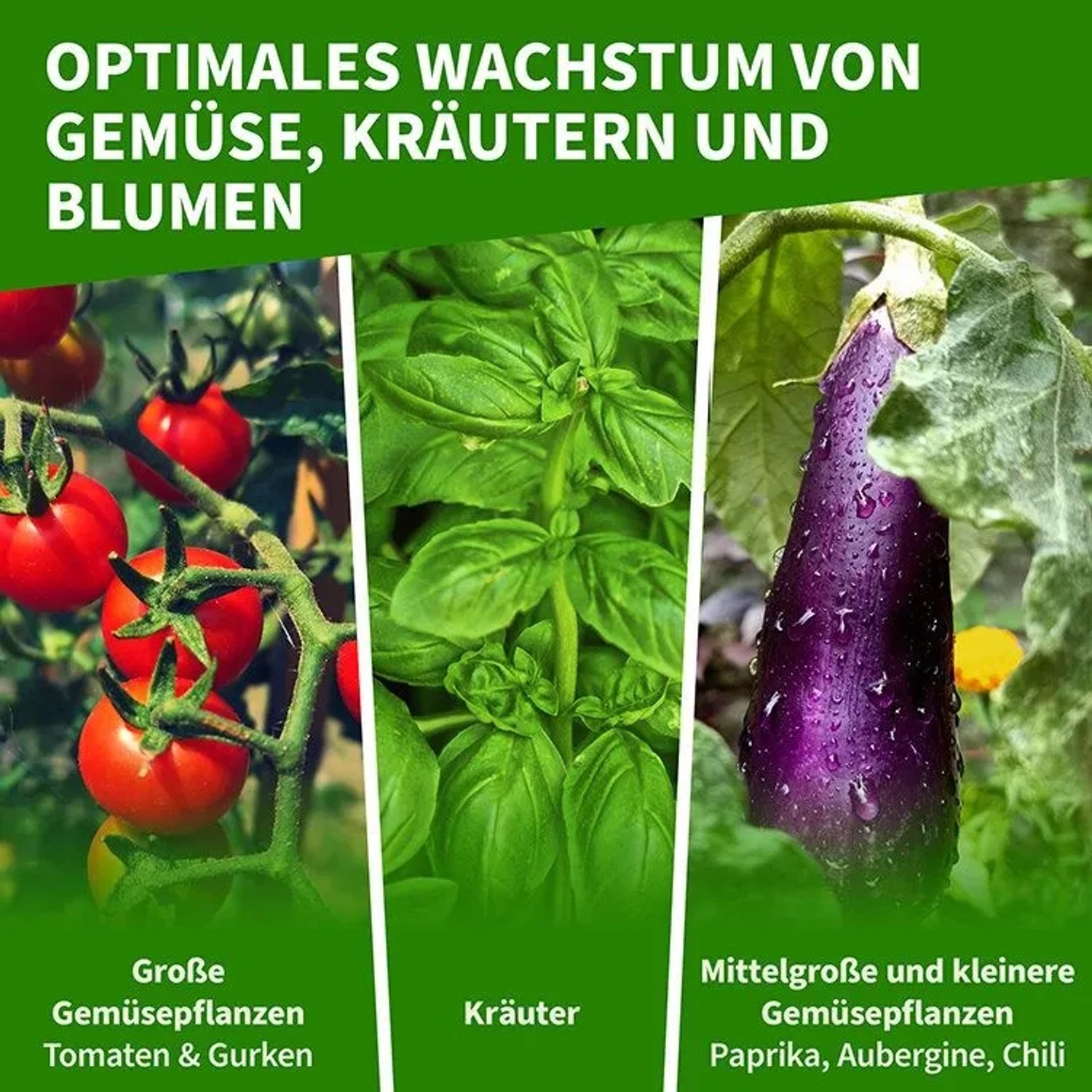 TTL GARDEN Foliengewächshaus: Optimales Wachstum für Gemüse, Kräuter, Blumen. Mit Tomaten, Basilikum, Aubergine.