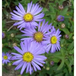 Nahaufnahme der lila Sommeraster Butzemann (Aster amellus) mit gelber Mitte.