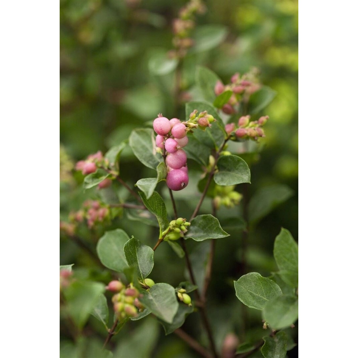 Symphoricarpos doorenbosii 'Magical Sweet' 40-60 cm günstig online kaufen